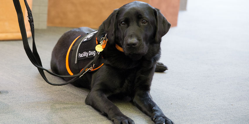 Winston Guide Dog WA
