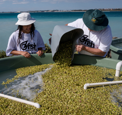Seeds for snapper