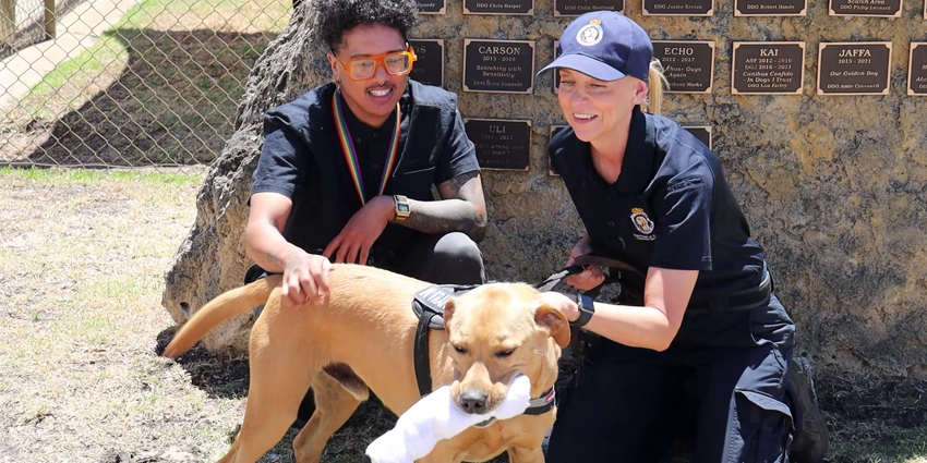 Surrender dog Gryff has beaten the odds to become one of the newest recruits at the Department of Justice’s Drug Detection Unit (DDU) 