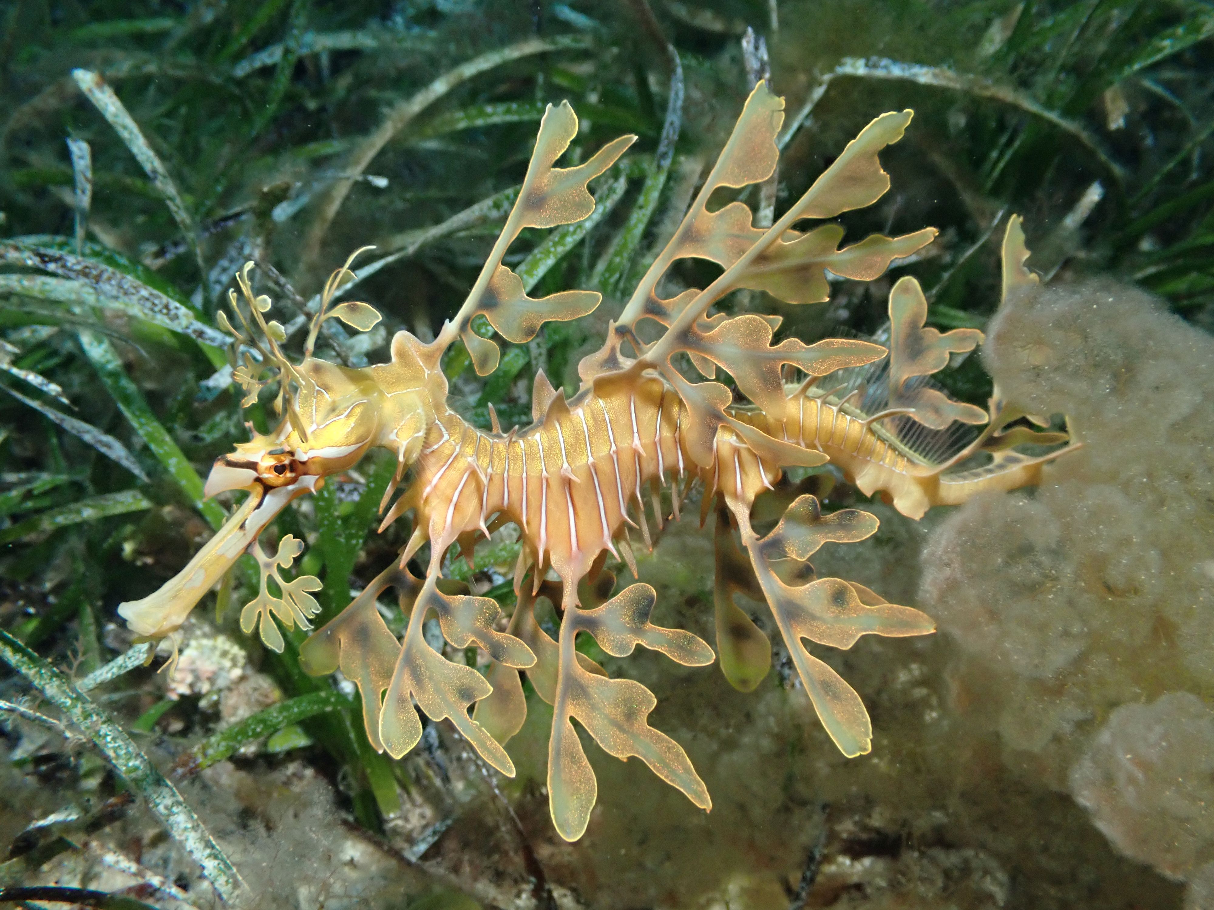 photo of a seadragon swimming in the ocean