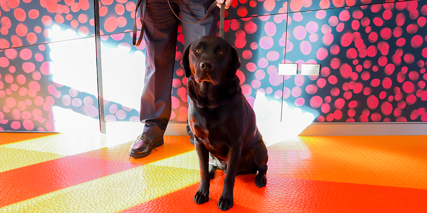 a dog sits with a man standing behind the dog