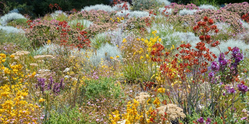Flowering display of different Perth native flowers