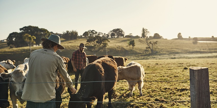 Farmers and cows standing in a field