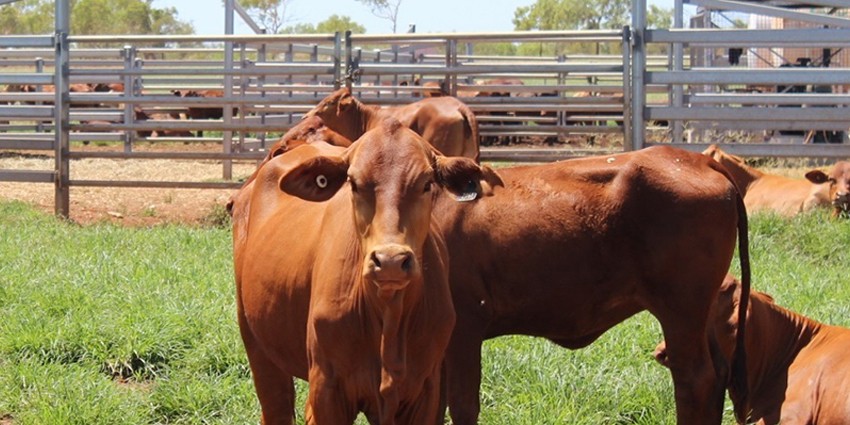 Brown cow looking at the camera