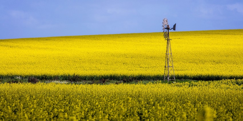 Image of WA canola crop 