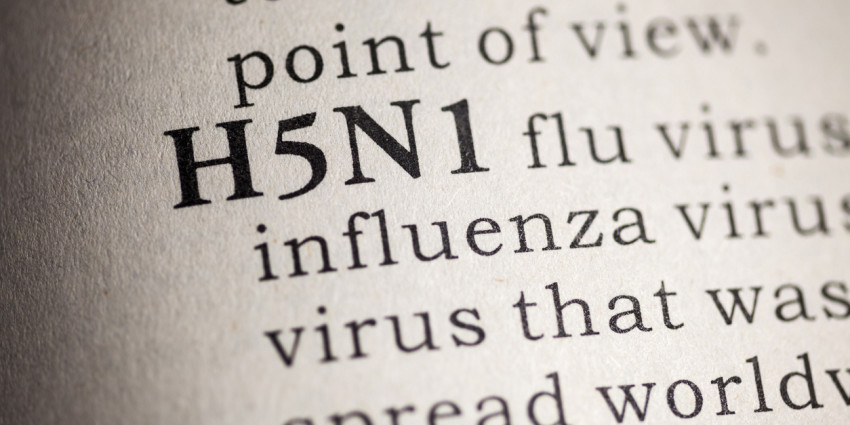 Avian flu page
