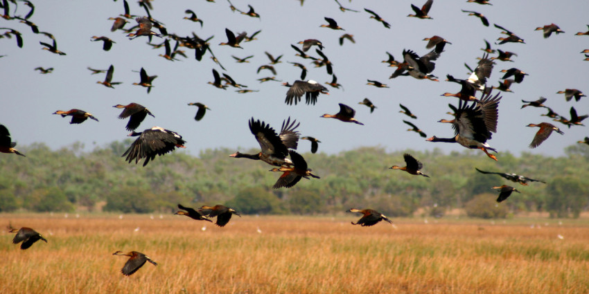 Bird flock flying