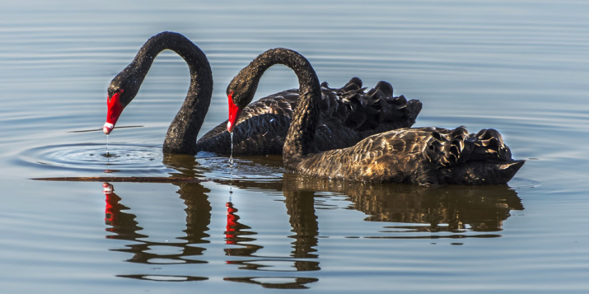 Black swans