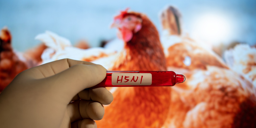 Chicken flu vial