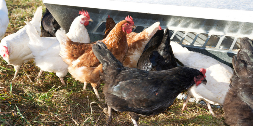 Chickens feed