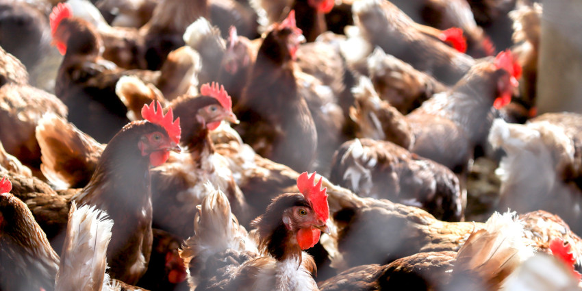 Chickens standing in group