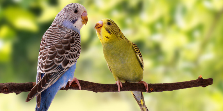 Two budgies standing on branch