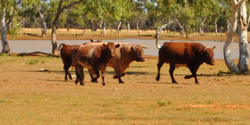 cows image