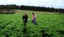 Land any man standing in market garden plot