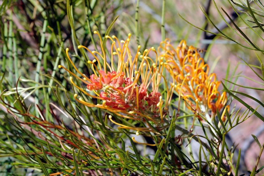 grevillea at Karrakatta Cemetery