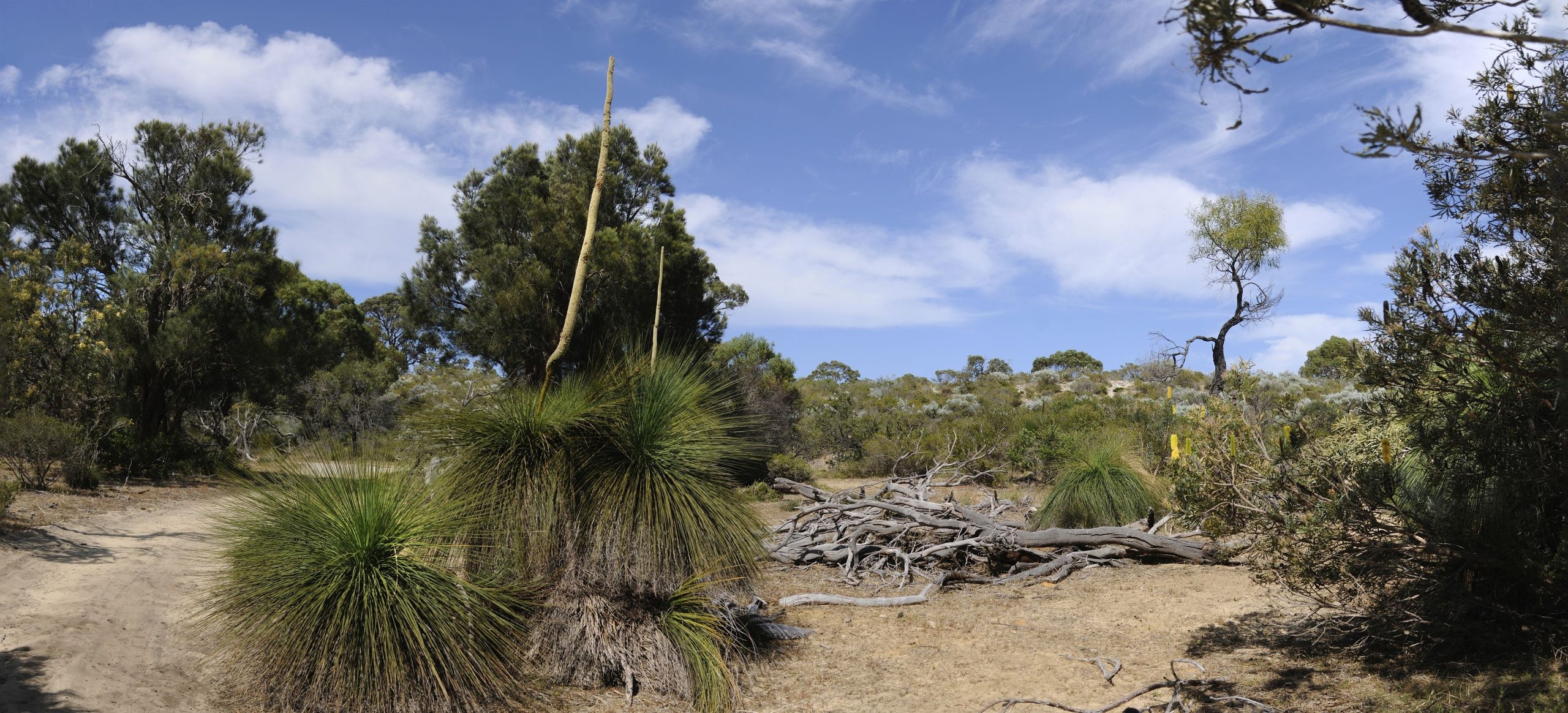 bushland at Pinnaroo Valley Memorial Park