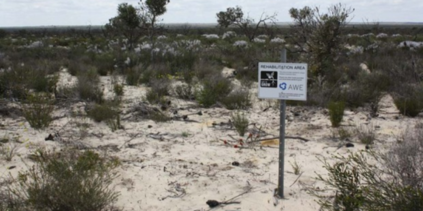 Rehabilitated seismic line   (courtesy AWE Limited)